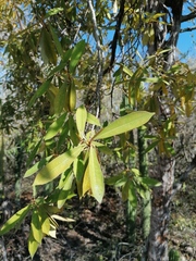 Bonellia macrocarpa