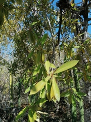 Bonellia macrocarpa