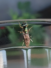Merosargus