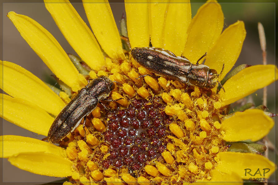 Agrilus albomaculifer