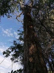 Pterocarpus acapulcensis