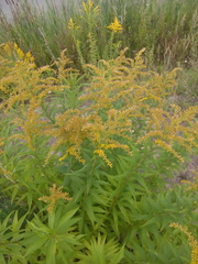 Solidago canadensis