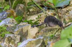 Sorex alpinus