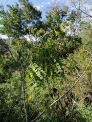 Piptadenia obliqua