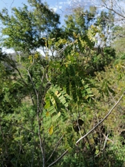 Piptadenia obliqua