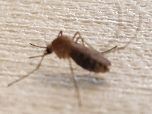 Southern House Mosquito photo 6