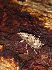 Meconemus infuscatus