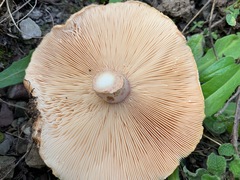 Lactarius tesquorum