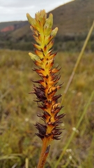 Thesium spicatum