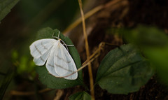 Leucula lucidaria