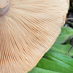 Lactarius tesquorum