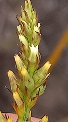 Thesium spicatum
