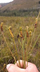 Thesium spicatum