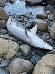 Carcharhinus brachyurus