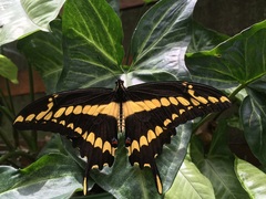 Heraclides thoas brasiliensis