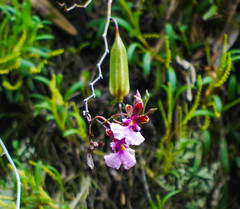Caucaea