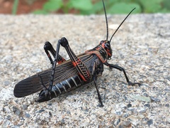 Chromacris nuptialis