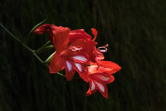 Gladiolus cardinalis