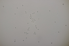 Phellinopsis conchata