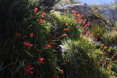 Gladiolus cardinalis