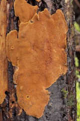 Phellinopsis conchata