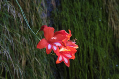 Gladiolus cardinalis