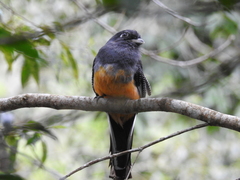 Trogon viridis