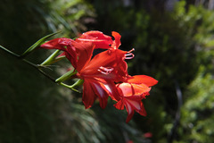 Gladiolus cardinalis