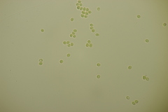 Phellinopsis conchata