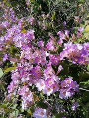 Bignonia