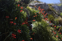 Gladiolus cardinalis