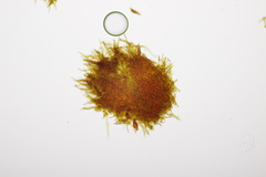 Phellinopsis conchata