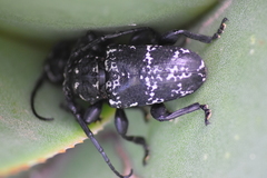 Acanthoderes funeraria