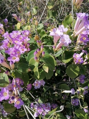 Bignonia