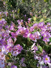 Bignonia