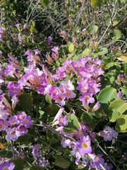 Bignonia