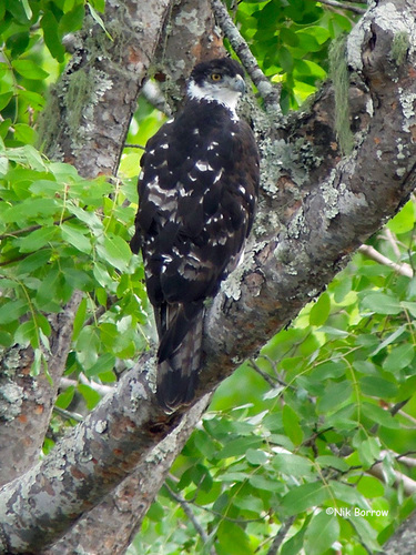 African Hawk-Eagle