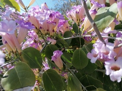 Bignonia