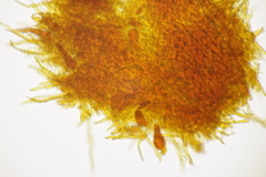 Phellinopsis conchata