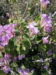 Bignonia