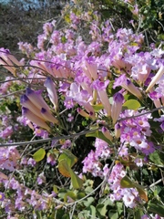 Bignonia