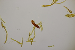 Phellinopsis conchata
