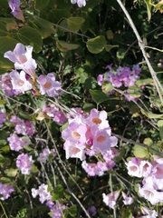Bignonia