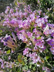 Bignonia