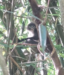 Trachypithecus phayrei