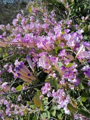 Bignonia