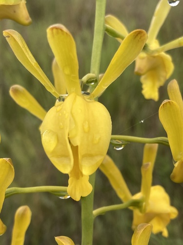 Vlei Harlequin