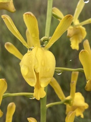 Eulophia angolensis