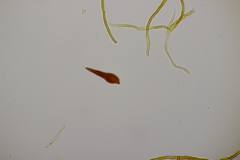 Phellinopsis conchata