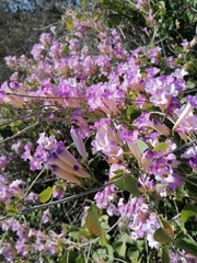Bignonia
